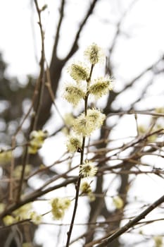 the willow branch blossomed when spring came     