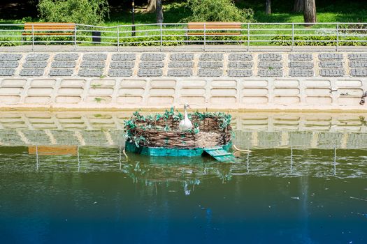 swans nest made by man on the water in the park