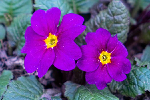 purple garden violet grows outdoors