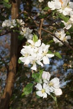 white apple blossoms close up on the outdoor