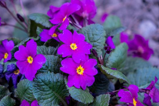 purple garden violet grows outdoors