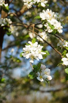 white apple blossoms close up on the outdoor