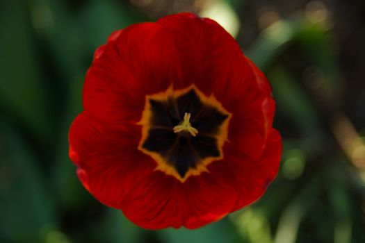 Red opened tulip photographed from above on a green background close up soft focus