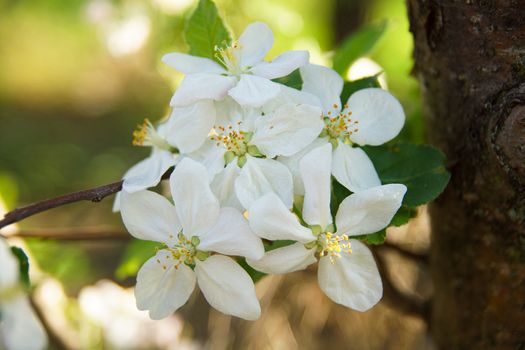 white flower apple blossoms close up on the outdoor        