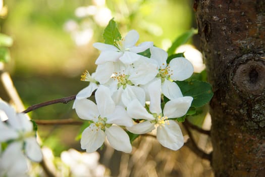 white apple blossoms close up on the outdoor