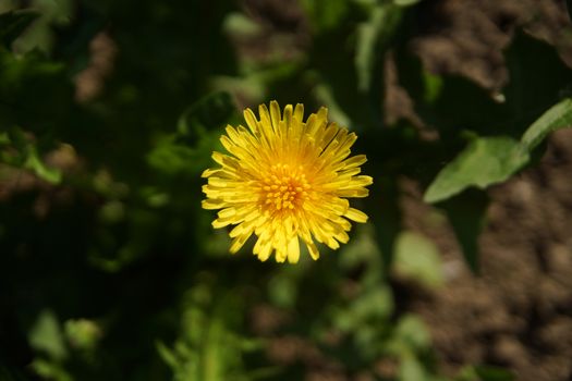 yellow dandelion on a background of green grass in summer