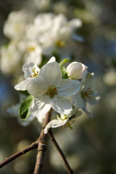 white apple blossoms close up on the outdoor        