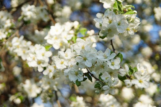 white apple blossoms close up on the outdoor