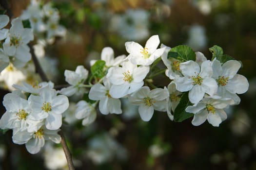 white apple blossoms close up on the outdoor