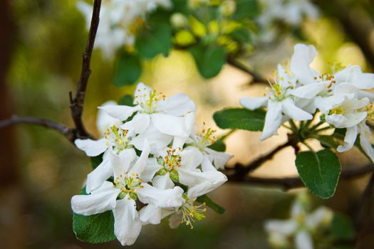 white apple blossoms close up on the outdoor