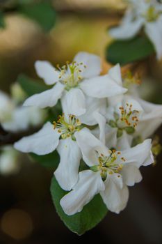 white apple blossoms close up on the outdoor      