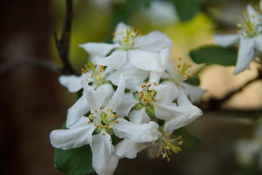 white apple blossoms close up on the outdoor            