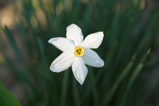 White daffodil with open petals photographed from above close up on a green background. Soft focus