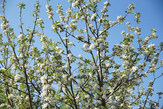 white apple blossoms close up on the outdoor