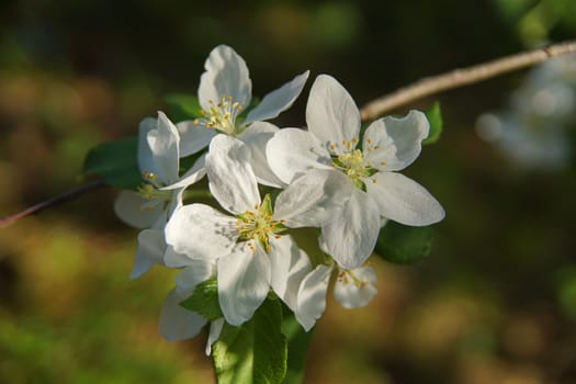 white apple blossoms close up on the outdoor