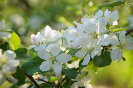 white apple blossoms close up on the outdoor