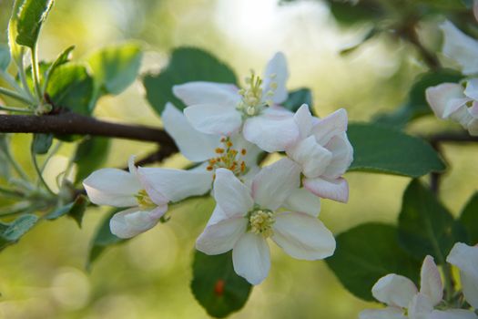 white apple blossoms close up on the outdoor          