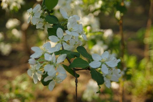 white apple blossoms close up on the outdoor