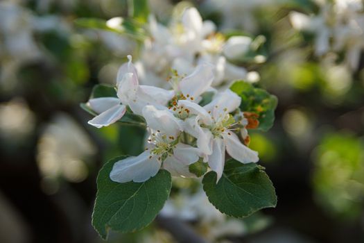 white apple blossoms close up on the outdoor     