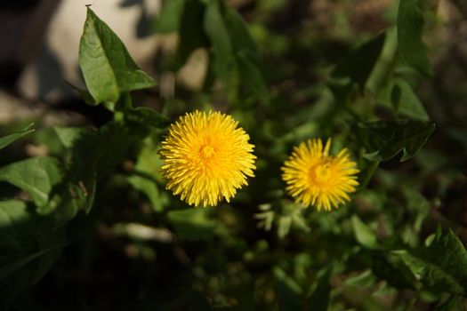 yellow dandelion on a background of green grass in summer