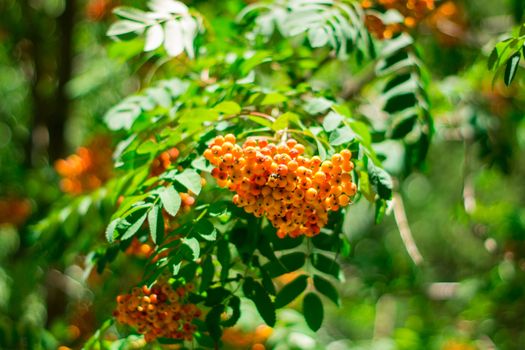 Bright orange rowan berries on a green bush in backlight