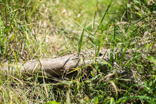 An old dry fallen tree lies in the tall green and yellow grass