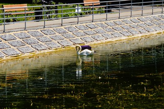 One swan floats on the water near the shore. Reservoir in the park