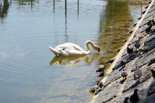 One swan floats on the water near the shore. Reservoir in the park