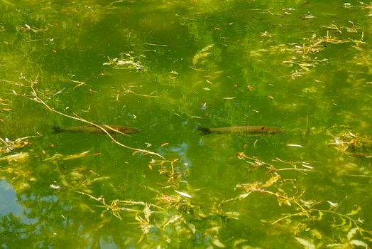 Two fish swim in the pond one after another. In green water