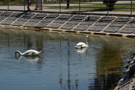 Two swan floats on the water near the shore. Reservoir in the park