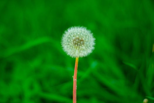 Overblown dandelion photographed on a green bright and blurred background