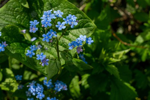 Inflorescences of wild blue flowers on a bright green background