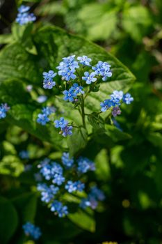 Inflorescences of wild blue flowers on a bright green background