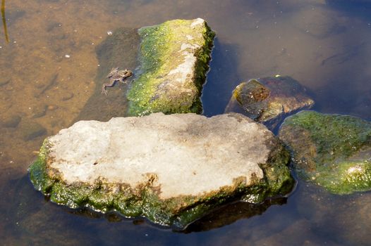 A little frog got out of the water and is sitting on a stone sticking out of the water