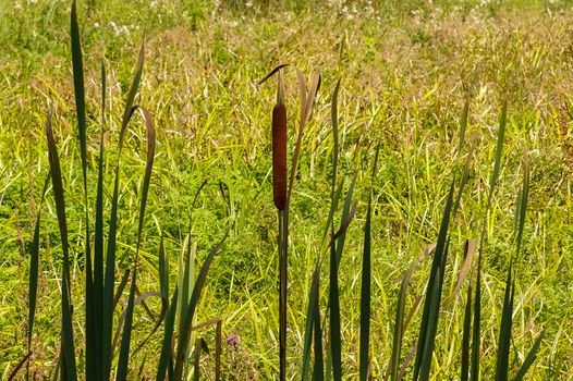 Overgrown reeds on a background of green and yellow grass. Sunny day