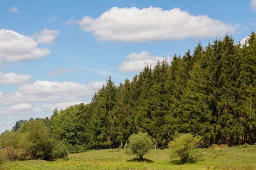 Green pine forest on a background of blue sky