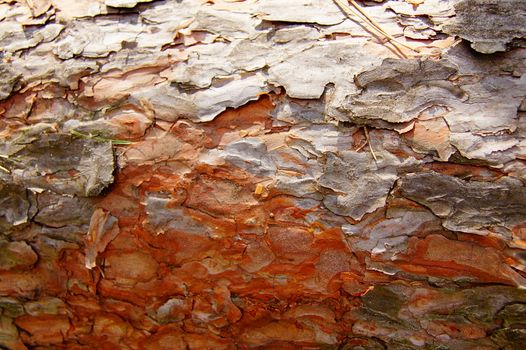 Texture. Peeled red pine bark