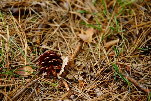 A small old cone lies on the branches