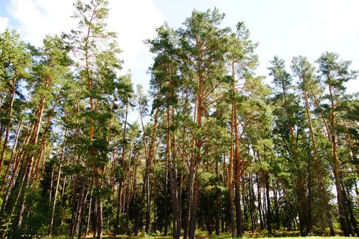 Green pine forest on a background of blue sky