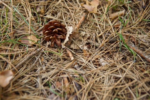 A small old cone lies on the branches