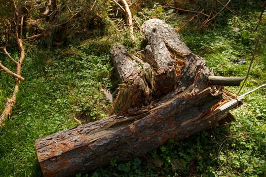 the old tree is broken, fallen and lying on the green grass