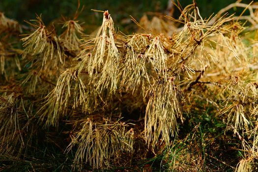 dry pine branches lie on the ground