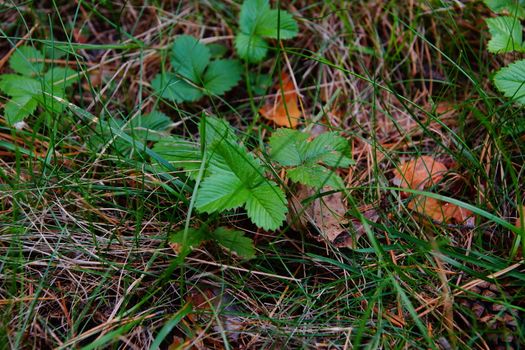 strawberries grow in the forest of thick yellow-green grass              