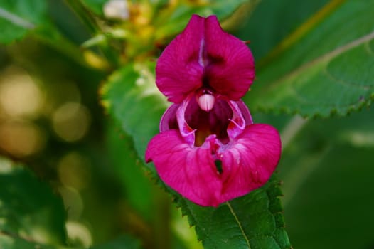 bright pink flower grows in the garden. Impatiens balsamina