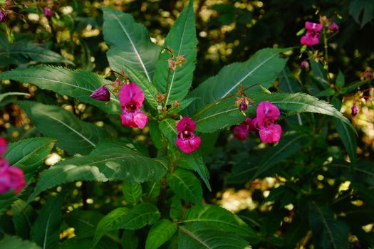 bright pink flower grows in the garden. Impatiens balsamina