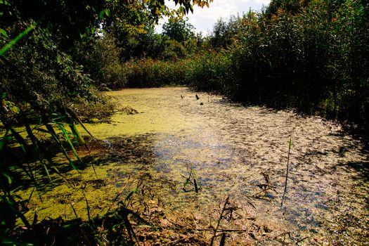 Overgrown with reeds and algae pond. The water in the pond turned green