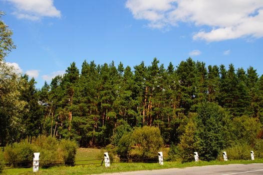 Beautiful pine trees on background high mountains.