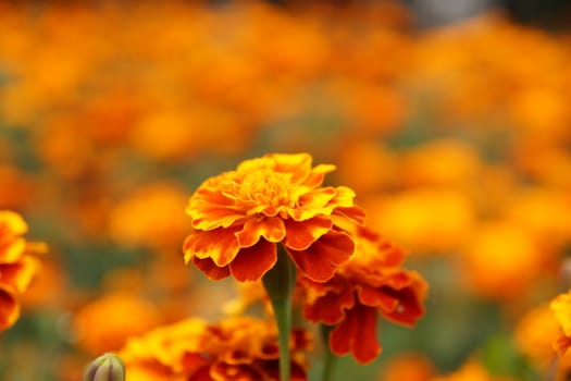 Marigolds in the flowerbed bloomed beautifully. Bright flowers on a green background