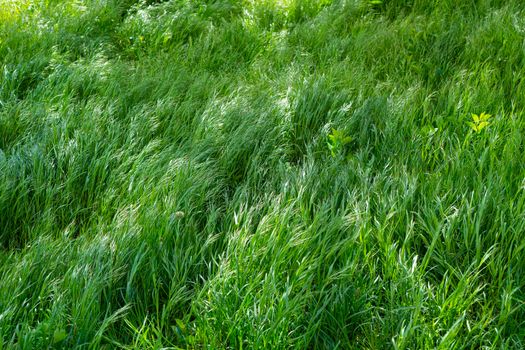 Background of young, large and lush green grass