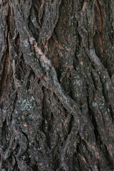 Brown peeled bark of an old tree. Old tree bark